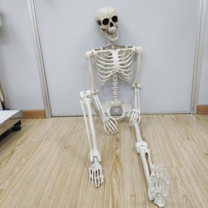 Model kerangka anatomi manusia 150cm dengan Model kerangka ukuran kehidupan manusia ligamen untuk sains medis - Product Image 6