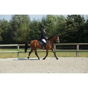 Plastron et martingale pour cheval et poney Romeo, noir - Product Image 4