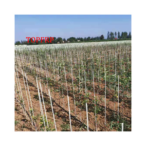 Piquets de jardin haute résistance en plastique renforcé de fibre de verre piquets de formation de plantes de tomates avec service de coupe - Product Image 1