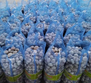 Compre ajo al por mayor de China, precio por kg (4,5 cm-6,5 cm/paquete en cartón/bolsa) para importación/exportación, recién llegados - Product Image 2