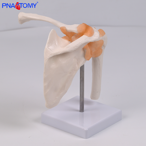 Modelo anatómico de articulación de <span class=keywords><strong>hombro</strong></span> de <span class=keywords><strong>esqueleto</strong></span> <span class=keywords><strong>humano</strong></span> con ligamento para la enseñanza de la Escuela de Medicina entrenamiento de enfermera entrenamiento clínico - Product Image 4
