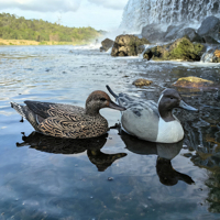 Leurre de canard avec système sonore intégré pour la chasse, équipement extérieur aquatique, flottant en EVA 3D réaliste