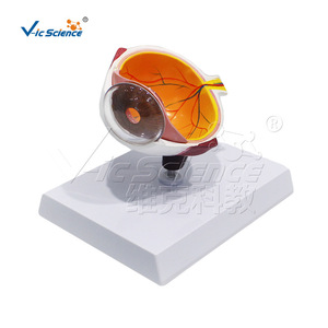 Modèle de section horizontale de l'hémisphère oculaire de qualité anatomique ; utilisé pour les démonstrations de communication médecin-patient en - Product Image 1