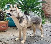 Modèle d'animal de chien simulé de grand chien de loup Modèle de loup simulé d'ornement de spécimen d'animal de fourrure véritable