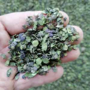 หญ้าสไปโรเดล่าแห้ง ต้นสไปโรเดล่า โพลีริซ่า หญ้าเป็ดใหญ่ สำหรับทำสมุนไพร - Product Image 2