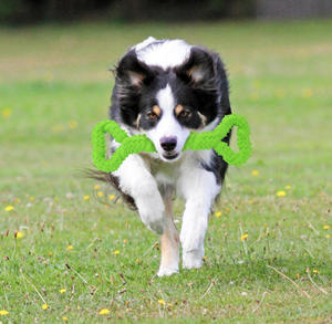 Jouets à mâcher durables pour chiens, forme d'os de 13 pouces, jouets extra larges pour chiens avec design convexe, jouet de traction robuste pour le nettoyage des dents - Product Image 2