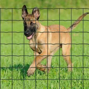 <span class=keywords><strong>Malla</strong></span> de alambre galvanizada larga del hierro de la vida de servicio en rollo con el alambre horizontal ondulado - Product Image 1