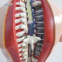 Modelo Anatómico para Estudiantes de Ciencias Médicas, Modelo de Anatomía del Torso del Cuerpo Humano de 85 cm, Modelo de Torso Sin Sexo de 20 Partes