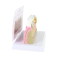 Modèle de pathologie dentaire Modèles de dents dentaires Modèle d'anatomie de la carie en plastique Équipement éducatif détachable médical Formation des dents