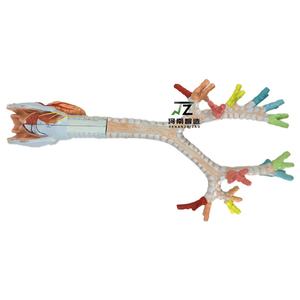 Demonstración del Broncoscopio Pulmonar en un Modelo Anatómico Laringeo Humano - Product Image 5