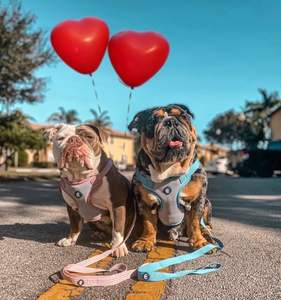 บลูเบอร์รี่สัตว์เลี้ยงจำเป็นสะท้อนแสงดีกว่าสายจูงสุนัข, แอปริคอท, 5ฟุต x 3/4 ", ขนาดกลาง, สายจูงสำหรับสุนัข - Product Image 3