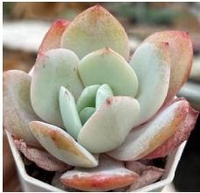 Meilleure Vente : Plante Succulente Echeveria Milk Tea Sweet Pink Rosette en Pot, Faible Nécessité en Eau, Ornement Purificateur d'Air pour la Maison et le Bureau