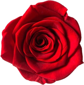 Roses éternelles de qualité supérieure, grade 'A', vente chaude, cadeaux de Noël, Thanksgiving, fête des mères, prix d'usine - Product Image 3