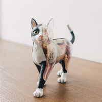 Modèle d'anatomie animale de chat simulé en 28 parties pour la science médicale, cadeau pour enfants, ressource pédagogique CE/ISO