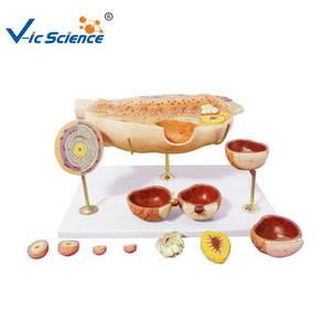 Modelo Anatómico Educativo del Desarrollo Folículovovoide Femenino, Modelo de Ciencia Médica, Ecológico, No Tóxico, Tamaño Real - Product Image 1