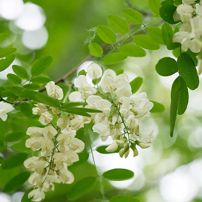 Toptan gıda renklendirici bitki özü Moringa yaprak ekstresi tozu Moringa Oleifera yaprak tozu