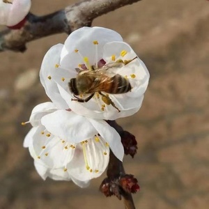 Pollen de pollinisation d'arbres à abricots spécifiques aux vergers |   Haute vitalité et pollinisation facile |   En stock pour la vente en gros - Product Image 4