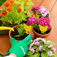 Pièges collants jaunes en forme de fleur double face pour attraper les insectes volants, adaptés aux jardins et aux plantes en pot