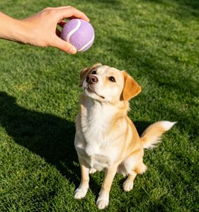 Pets Training Macaron Colored Lightweight Professional Training Tennis <b>Balls</b> 1.1m 1.35m Pet chew toys - Product Image 5