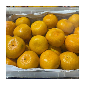 Naranjas <span class=keywords><strong>Valencia</strong></span> Frescas <span class=keywords><strong>de</strong></span> Primera Calidad <span class=keywords><strong>de</strong></span> China con 2 Años <span class=keywords><strong>de</strong></span> Duración - Product Image 4