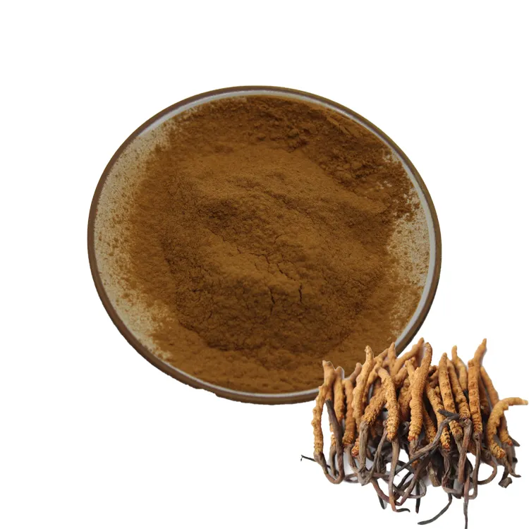 Pasokan pabrik bubuk ekstrak Cordyceps jamur obat Cordycepin