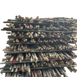 Piquets de jardin en bambou durables (1.6-1.8cm de diamètre X 50-250cm de longueur) pour les petits arbres et les semis-Fabricant de marque OEM du Vietnam - Product Image 4