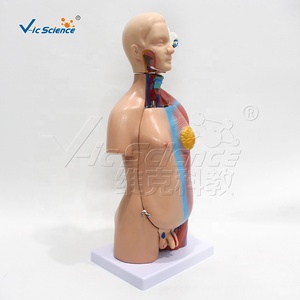 Modèle de torse humain homme/femme de 45 cm, 23 parties détachables, modèle d'enseignement médical d'anatomie avec fœtus en PVC - Product Image 5