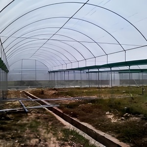 Hot Selling Multi-Span Landwirtschaft liches Gewächshaus PE Kunststoff Tertilien Gewächshaus für Tomaten Obst/Gemüse Pflanzen Aluminium rahmen - Product Image 4
