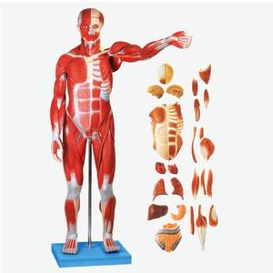 Modelo Anatómico de <span class=keywords><strong>Cuerpo</strong></span> <span class=keywords><strong>Humano</strong></span> Completo, Músculos Masculinos con Órganos Internos, 78CM/170CM - Product Image 1