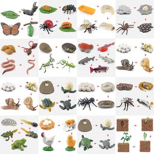 Giocattoli del ciclo di vita statuette di animali che insegnano aiuti per bambini <span class=keywords><strong>Montessori</strong></span> giocattoli educativi di <span class=keywords><strong>apprendimento</strong></span> precoce in età prescolare per bambini piccoli - Product Image 5