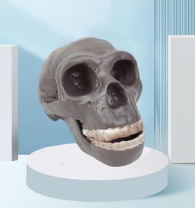 Modèle de crâne humain de Pékin - Modèle d'évolution humaine pour l'enseignement de l'anthropologie, l'exposition muséale et la recherche scientifique - Product Image 4