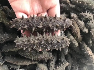 Concombre de mer séché au sel de haute qualité 500g, texturé, à quatre faces, stimulant l'immunité, stockage congelé pour la gastronomie et les aliments santé - Product Image 1