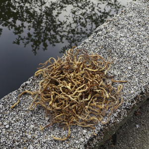 Sıcak satış ince işlenmiş 4-6cm kırmızı dondurularak kurutulmuş pelet balık gıda solucanlar cilt ve ceket sağlık için % 100% doğal Protein - Product Image 5