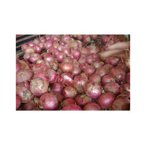 Vente en gros d'oignons jaunes frais de Chine Fournisseur d'<span class=keywords><strong>ail</strong></span> de prix d'oignons biologiques <span class=keywords><strong>non</strong></span> pelés de Chine - Product Image 6