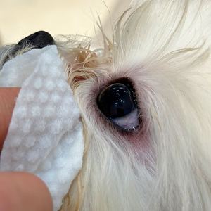 Lingettes nettoyantes <span class=keywords><strong>pour</strong></span> les yeux des animaux de compagnie, ingrédients naturels OEM, kits de toilettage humides, nettoyant <span class=keywords><strong>pour</strong></span> les yeux, chiens, chats, chiots, chatons, élimine les sécrations, non parfumé - Product Image 6