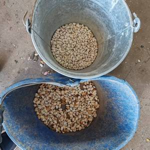 Trieur optique de grains de <span class=keywords><strong>café</strong></span>, lentilles CE, apprentissage profond intelligent, trieur de couleurs de grains, trieur automati - Product Image 5