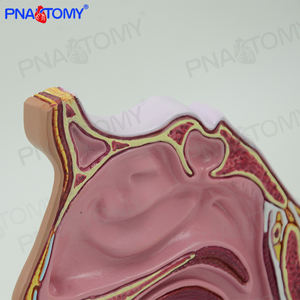 PNT-04361ขนาดชีวิตมนุษย์โพรงจมูกและจมูกกายวิภาคศาสตร์รุ่นวิทยาศาสตร์การแพทย์กายวิภาครุ่นภาพขั้นสูงพีวีซี PNATOMY 240กรัม - Product Image 5