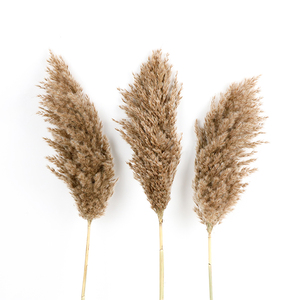 Herbe de la pampa sauvage séchée naturelle brune pour la décoration de la maison, des mariages, des remises de diplômes, de la fête des pères et de la fête des mères - Product Image 3