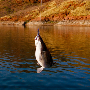 Esche da Pesca SCRM <span class=keywords><strong>Savage</strong></span> <span class=keywords><strong>Gear</strong></span>, Wobblers, Swimbait, Amo per Acqua Salata, Esche Topwater, Crankbait Vivaci, Attrezzatura da Pesca - Product Image 4