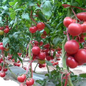 Serra commerciale del tunnel del polytunnel agricolo per il pomodoro del fungo con il sistema di raffreddamento idroponico - Product Image 2