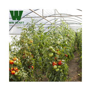 Matériau PE de grandes serres à tunnel agricole à double couche pour une culture optimale des tomates - Product Image 2