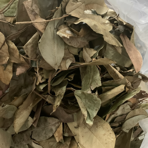 ใบแหล่งที่มาแห้ง100% ชากราวิโอลาสมุนไพรบริสุทธิ์จากเวียดนาม - Product Image 1