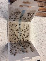 Piège à mites avec crochet, emballage individuel, pièges à mites domestiques, pièges à mites de garde-manger, pièges à colle avec phéromones, sûrs et efficaces pour la maison