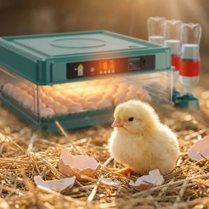 Nouveau <span class=keywords><strong>prix</strong></span> d'usine, incubateur à œufs miniature 72 places, double alimentation, retournement automatique des œufs pour poulets et dindes, 220V - Product Image 3