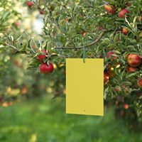 Pièges collants jaunes personnalisables, résistants et non toxiques pour mouches des fruits, pucerons et moustiques