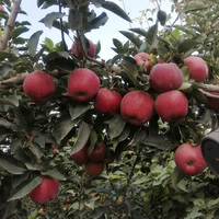 Fabriekslevering Actief Appelpollen 10 Gram 95% Zuiverheid Koudeketenlevering Voedingsmiddelenklasse Poeder voor Bestuiving