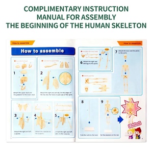 גוף האדם גזע שלד מודל צעצוע דיy הרכבה שלד שלד נשלף מבנית נשלפת עם מפרקים עבור צעצוע מחקר - Product Image 5