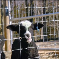 Ventes directes d'usine de maille tissée galvanisée à haute résistance d'immersion à chaud pour le bétail de moutons de ranch de ferme clôturant avec la protection des animaux