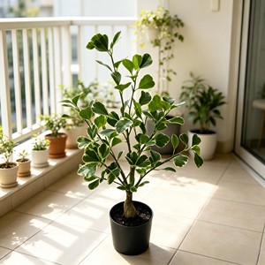 Planta de hojas anchas de caucho con acabado brillante de lujo, con hojas ovaladas gruesas para esquina de oficina, pasillo de hotel, sala de estar, estilo moderno minimalista. - Product Image 6