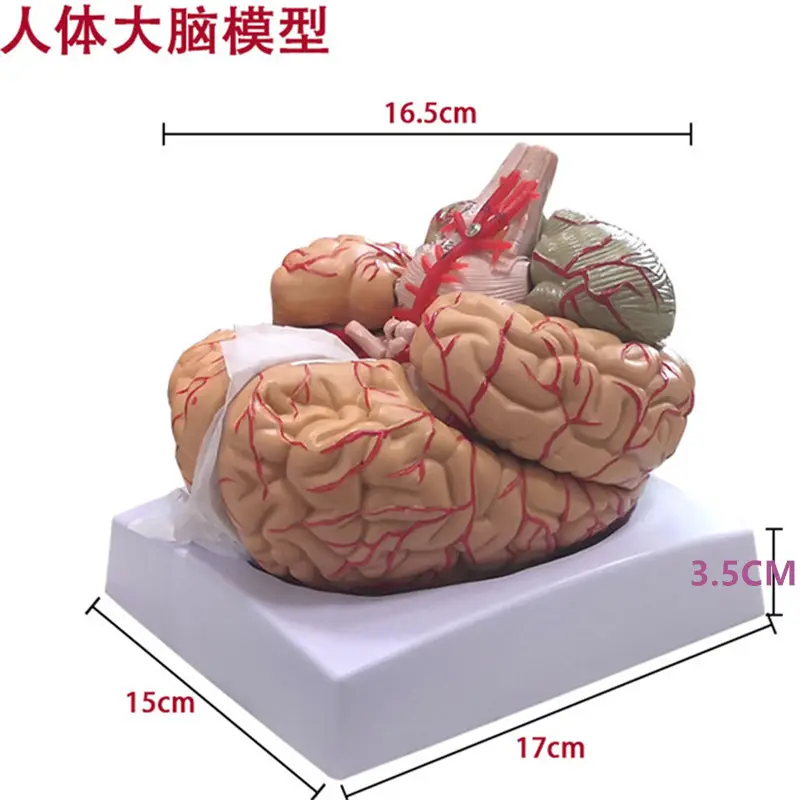 人間の脳モデル8部モデル解剖学的に正確な脳医学教育ディスプレイ用の人間の脳の解剖学モデル